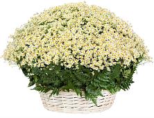 Цветочная композиция из Ромашки в корзине #REPLACE_PRED# Краснообске
